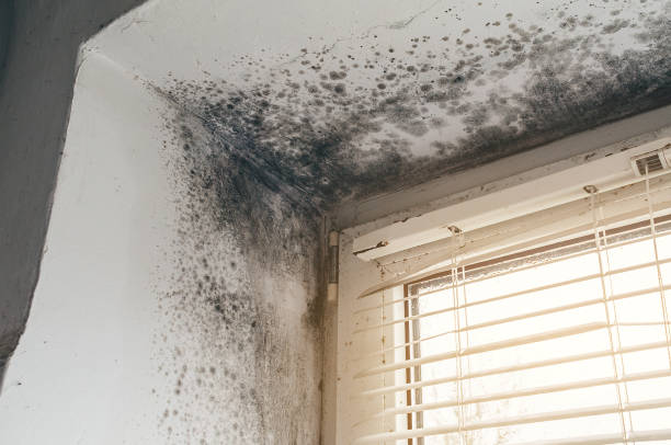 Affordable Mold Removal solutions in West Milford, NJ